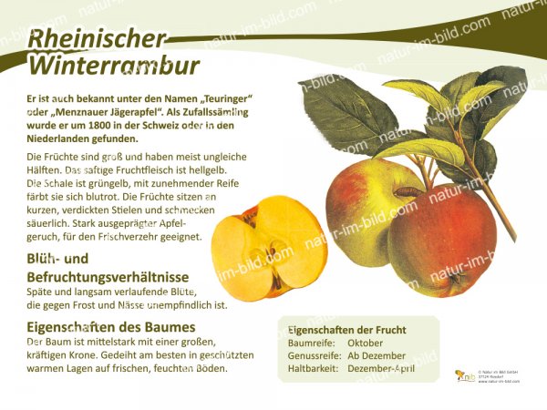 Rheinischer Winterrambur