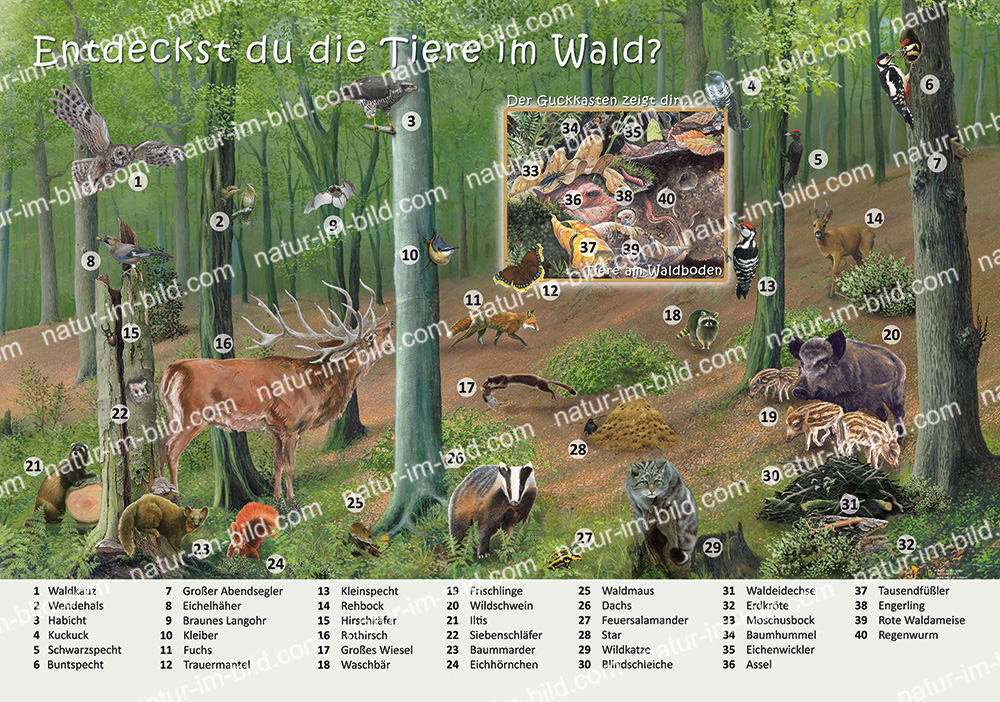 Entdeckst du die Tiere im Wald? | Ökologie | Lehrtafeln | Natur im Bild