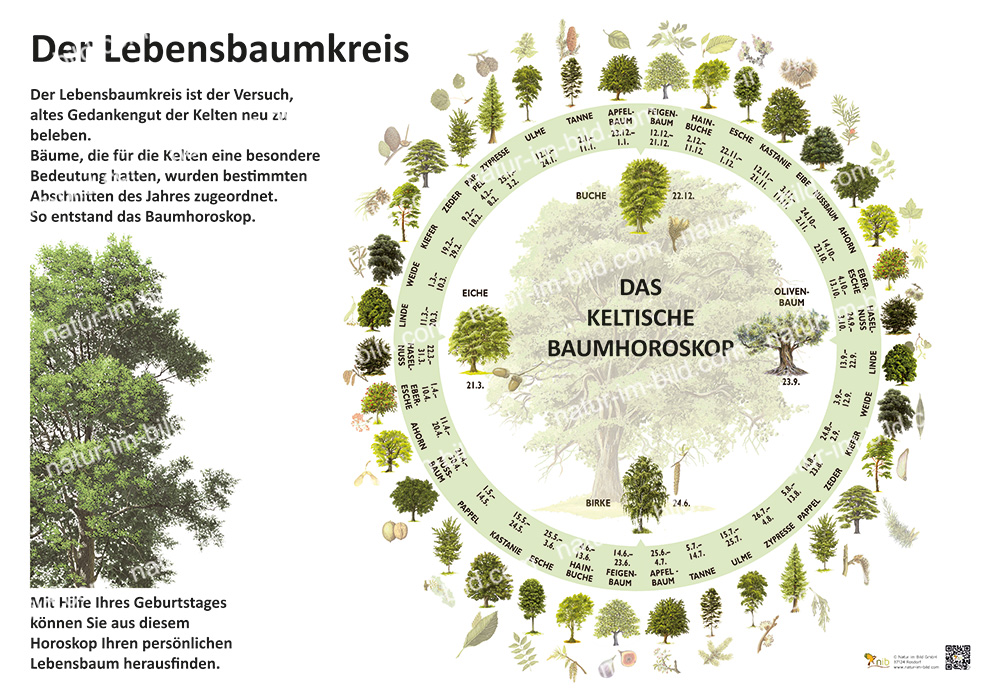 Der Lebensbaumkreis - Das keltische Baumhoroskop | Pflanzen | Lehrtafeln |  Natur im Bild Lehrtafeln fr Natur-, Lehr- oder Lernpfade