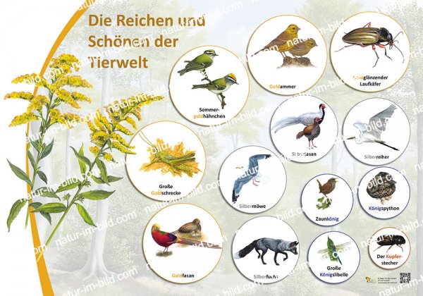 Die Reichen und Schönen der Tierwelt