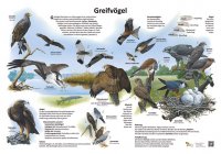 Greifvögel
