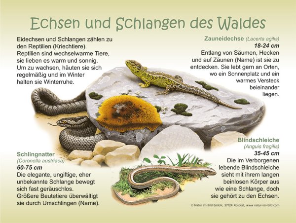 Echsen und Schlangen des Waldes