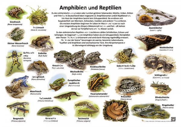 Amphibien und Reptilien