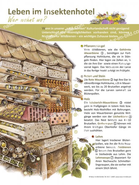 Leben im Insektenhotel