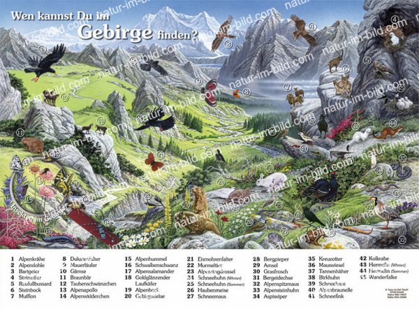 Wen kannst Du im Gebirge finden?