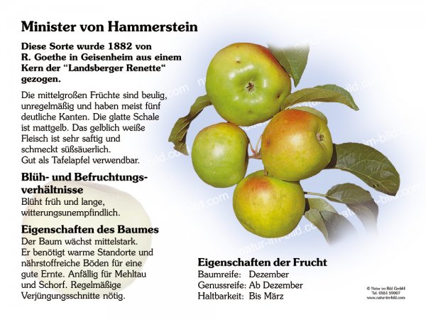 Minister von Hammerstein