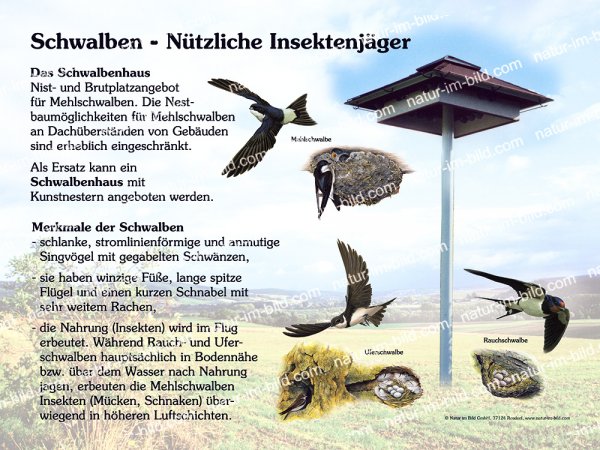 Schwalben - nützliche Insektenjäger