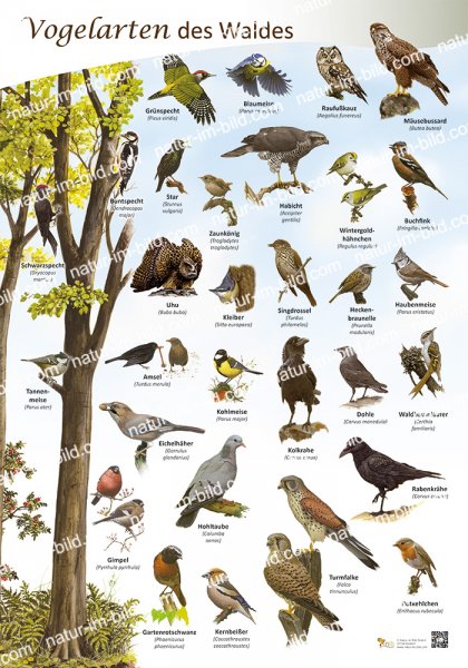 Vogelarten des Waldes