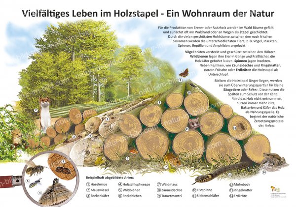 Vielfältiges Leben im Holzstapel