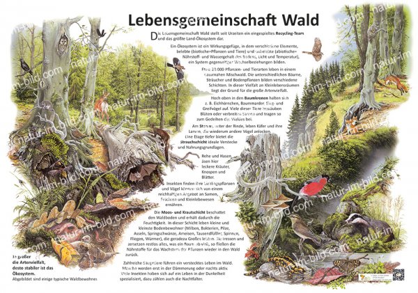 Lebensgemeinschaft Wald
