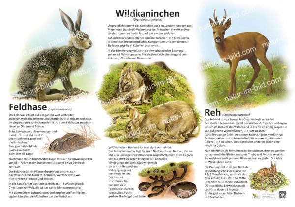 Feldhase, Wildkaninchen, Reh