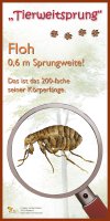 Tierweitsprung Floh