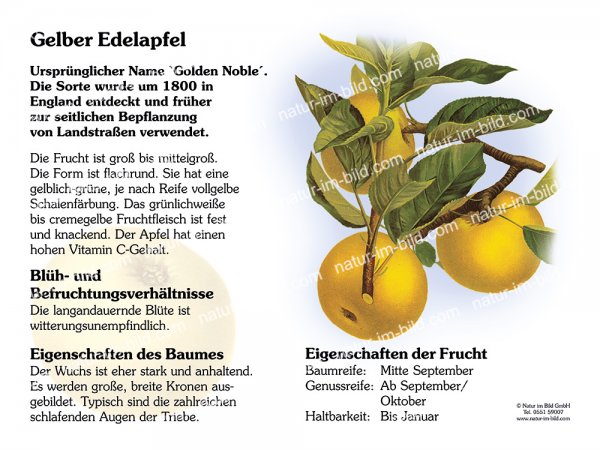Gelber Edelapfel