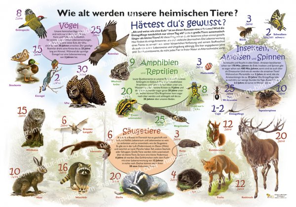 Wie alt werden unsere heimischen Tiere?