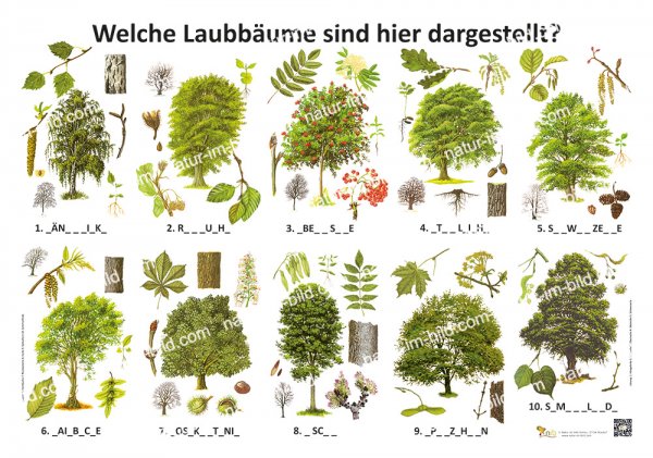 Welche Laubbäume sind hier dargestellt?