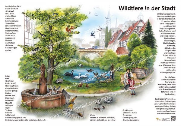 Wildtiere in der Stadt