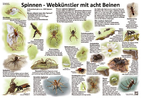 Spinnen - Webkünstler mit acht Beinen