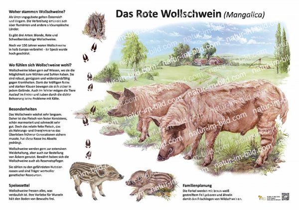 Das rote Wollschwein