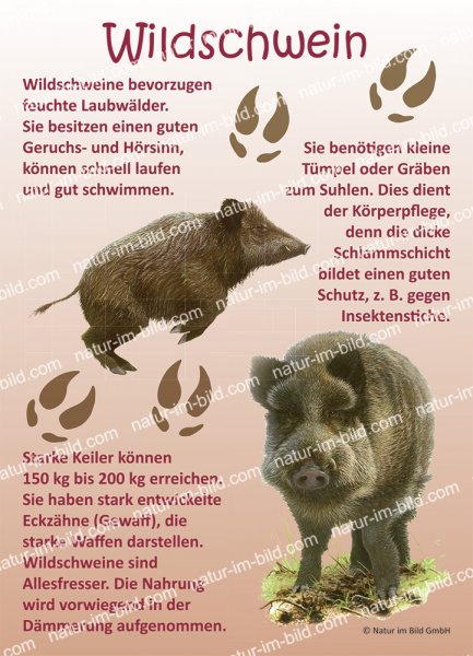 Wildschwein