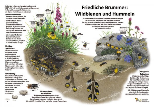 Friedliche Brummer - Wildbienen und Hummeln