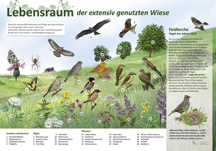 Lebensraum der extensiv genutzten Wiese | Natur im Bild Lehrtafeln für