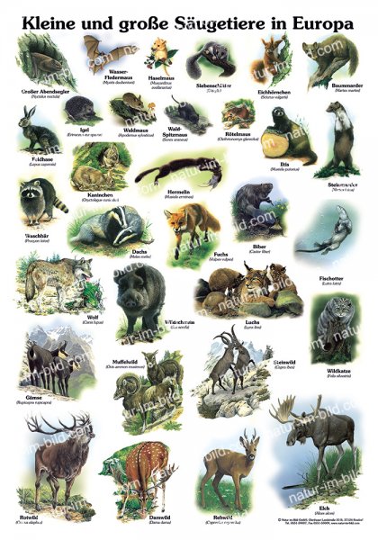 Kleine und große Säugetiere in Europa