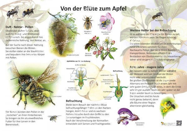 Von der Blüte zum Apfel
