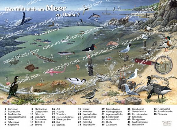 Wer fühlt sich am Meer zu Hause?