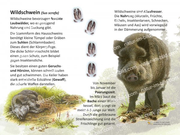 Wildschwein