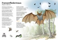 der-k-rperbau-einer-fledermaus-natur-im-bild-lehrtafeln-f-r-natur