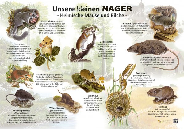 Unsere kleinen Nager