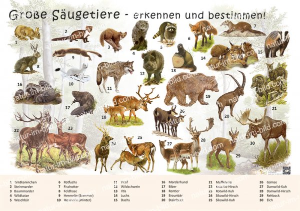 Große Säugetiere - erkennen und bestimmen