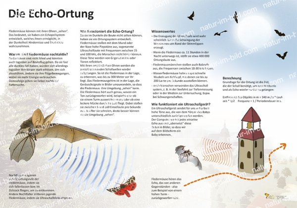 Die Echo-Ortung