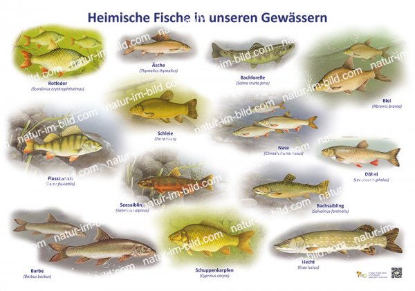 Heimische Fische in unseren Gewässern