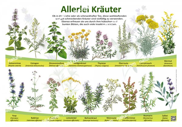 Allerlei Kräuter