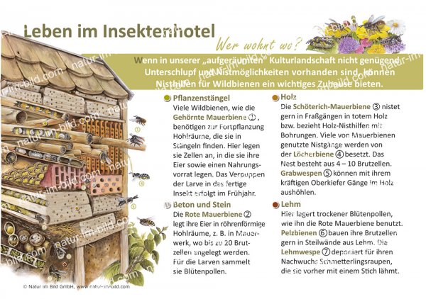 Leben im Insektenhotel