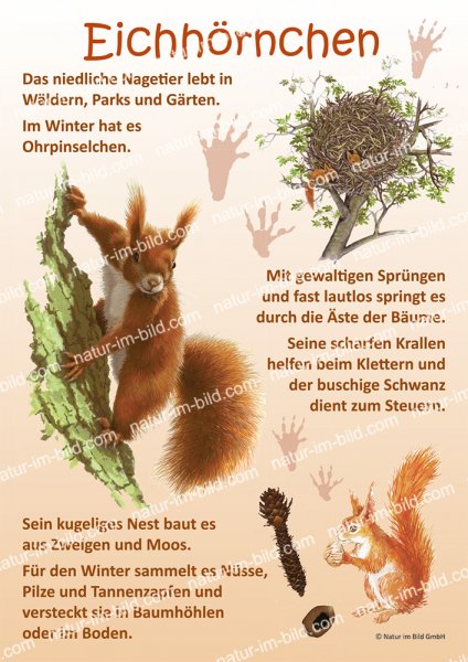 Eichhörnchen