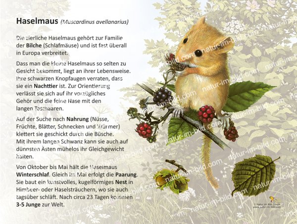 Haselmaus