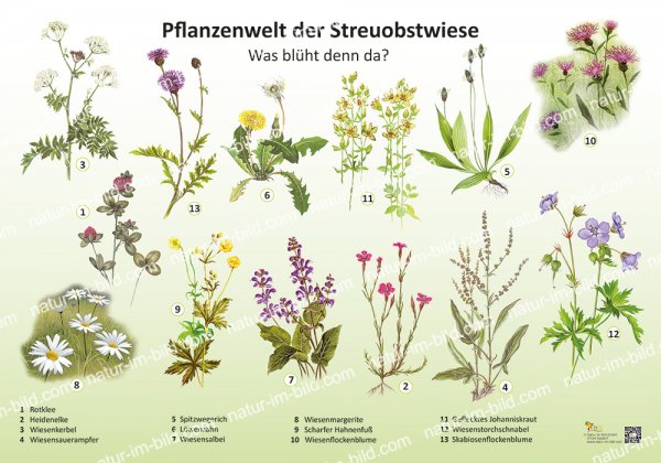 Pflanzenwelt der Streuobstwiese