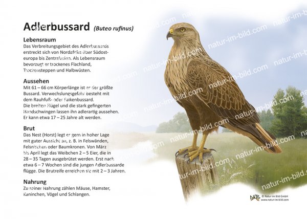 Adlerbussard