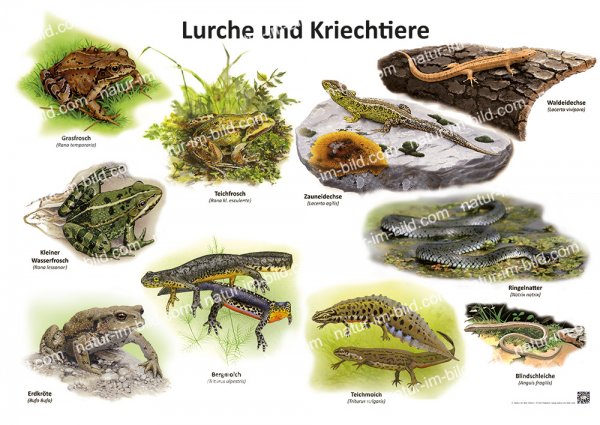 Lurche und Kriechtiere
