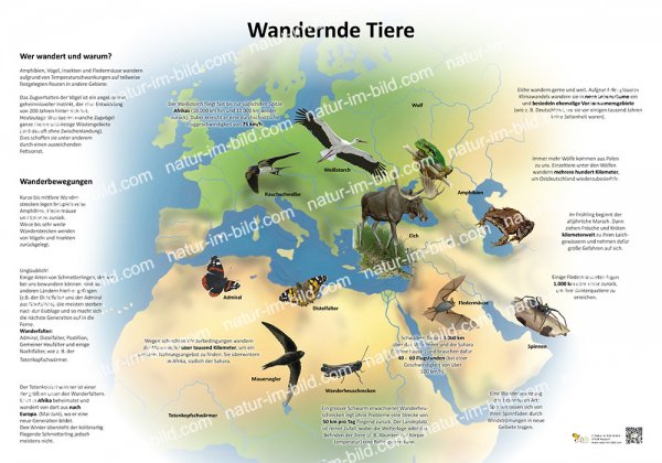 Wandernde Tiere