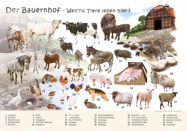 Der Bauernhof - Welche Tiere leben hier?