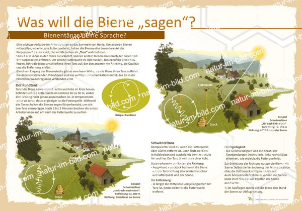 Was will die Biene sagen?