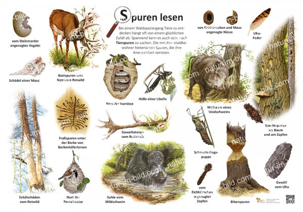 Spuren lesen
