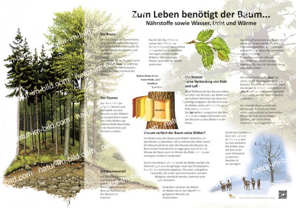 Zum Leben benötigt der Baum