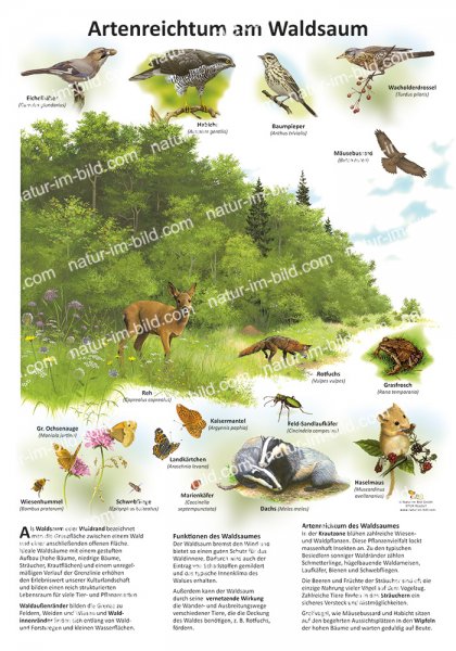 Artenreichtum am Waldsaum