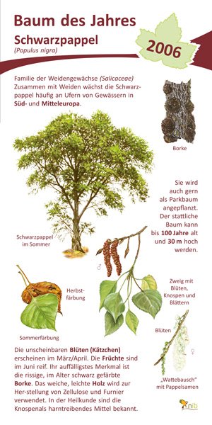 Schwarzpappel - Baum des Jahres 2006