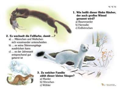 Eichhörnchen -Quiz | Quiztafel | Lehrtafeln | Natur im Bild Lehrtafeln