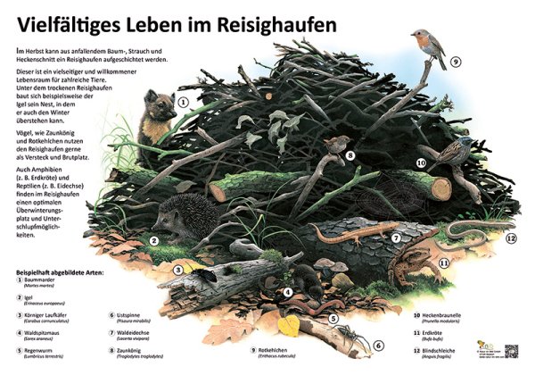 Vielfältiges Leben im Reisighaufen